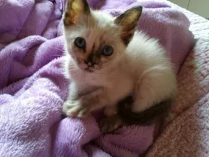 Gato raça SRD idade 2 a 6 meses nome Pérola