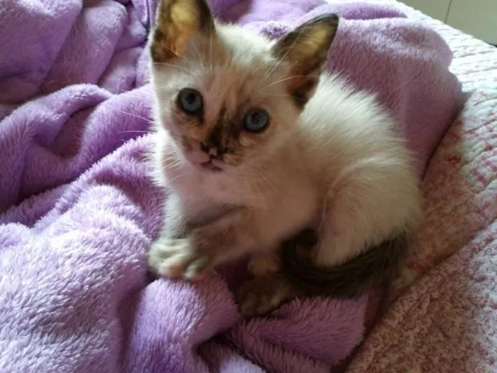 Gato ra a SRD idade 2 a 6 meses nome Pérola