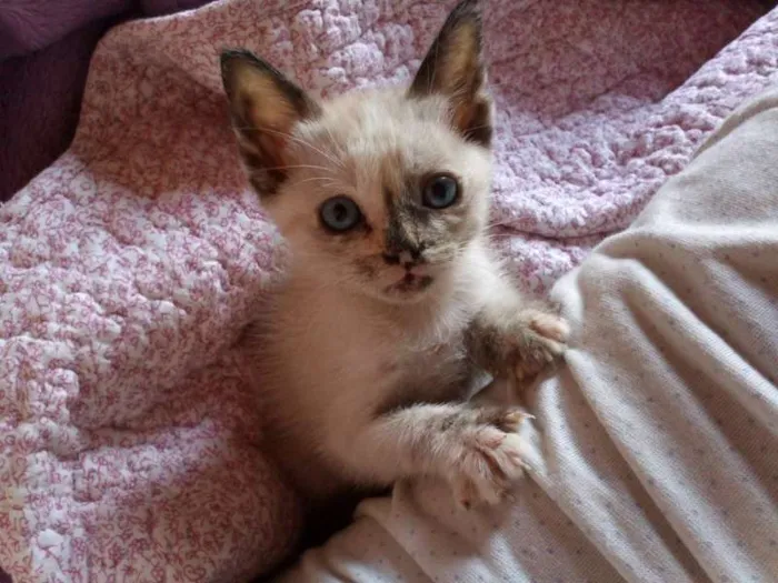 Gato ra a SRD idade 2 a 6 meses nome Pérola