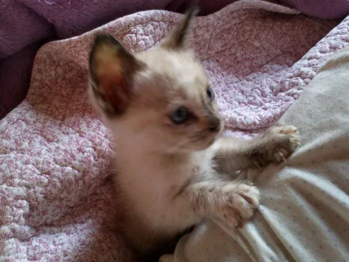Gato ra a SRD idade 2 a 6 meses nome Pérola
