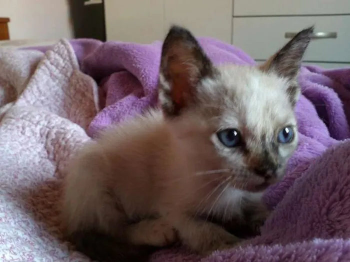 Gato ra a SRD idade 2 a 6 meses nome Pérola