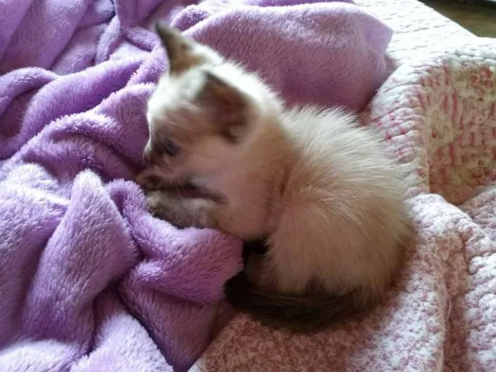 Gato ra a SRD idade 2 a 6 meses nome Pérola