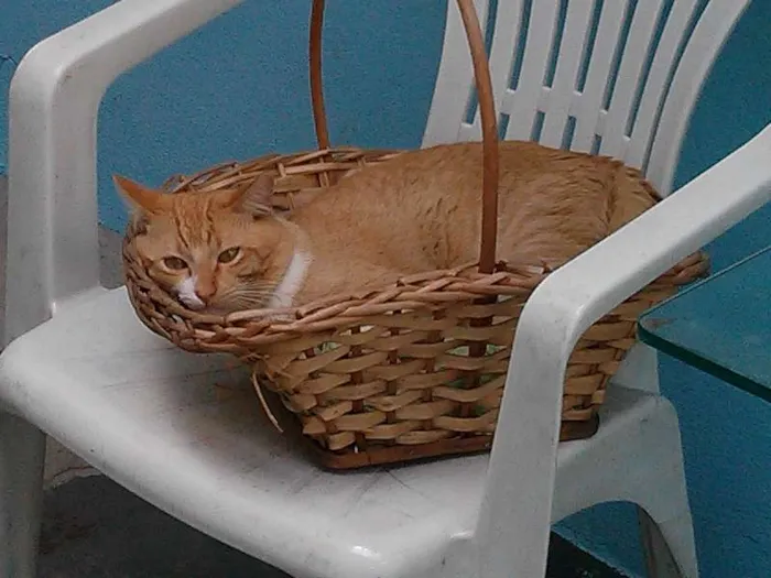Gato raça Pelo Curto Brasileiro idade 1 ano nome Fred