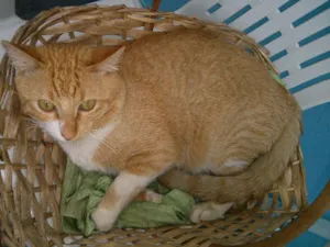 Gato raça Pelo Curto Brasileiro idade 1 ano nome Fred