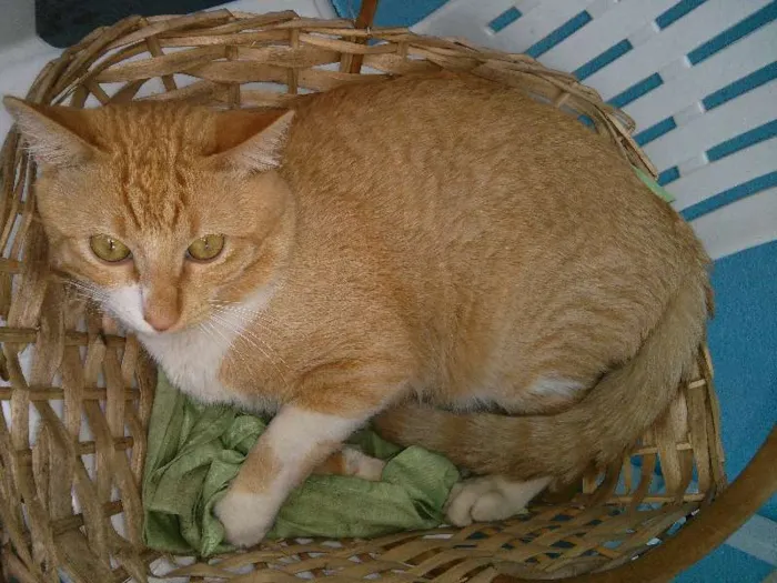 Gato raça Pelo Curto Brasileiro idade 1 ano nome Fred