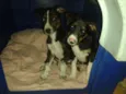 Cookie e Cacau