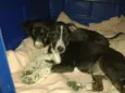 Cookie e Cacau