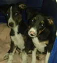 Cookie e Cacau