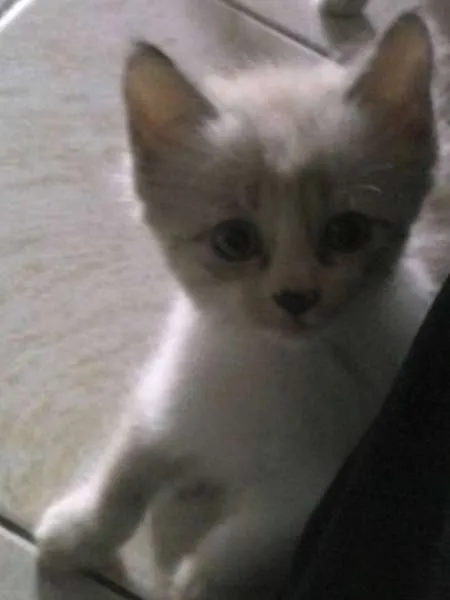 Gato raça  idade 2 a 6 meses nome Filhotes