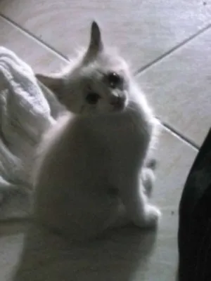 Gato raça  idade 2 a 6 meses nome Filhotes