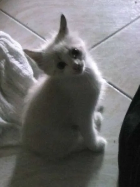 Gato raça  idade 2 a 6 meses nome Filhotes