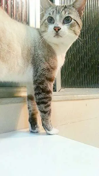 Gato ra a srd idade 2 anos nome Bono
