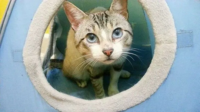 Gato ra a srd idade 2 anos nome Bono
