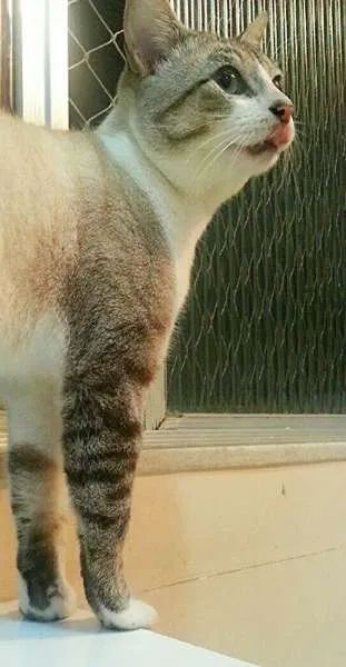 Gato ra a srd idade 2 anos nome Bono