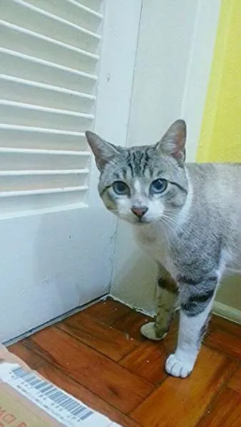 Gato ra a srd idade 2 anos nome Bono