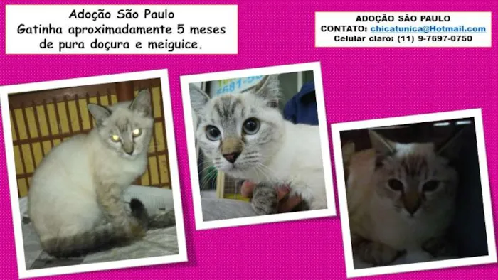 Gato ra a SRD idade 2 a 6 meses nome Peppa