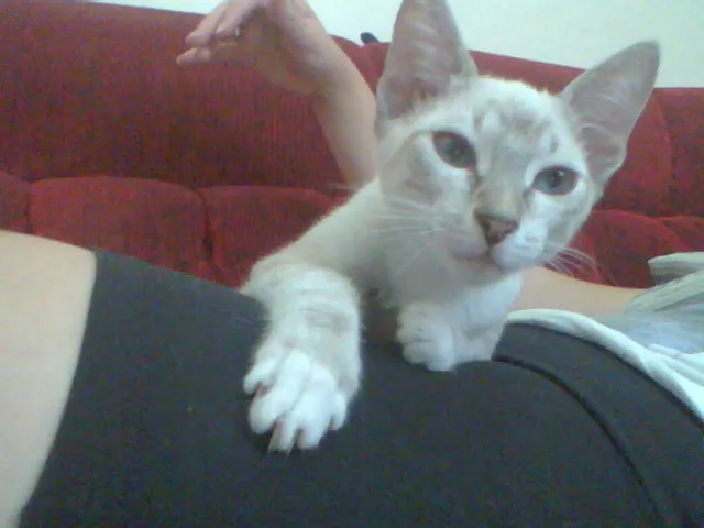 Gato raça  idade 7 a 11 meses nome Marry e Cherry