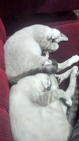 Gato raça  idade 7 a 11 meses nome Marry e Cherry