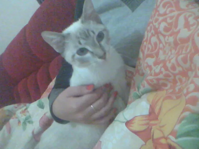 Gato raça  idade 7 a 11 meses nome Marry e Cherry