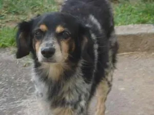 Cachorro raça srd idade 3 anos nome Duque