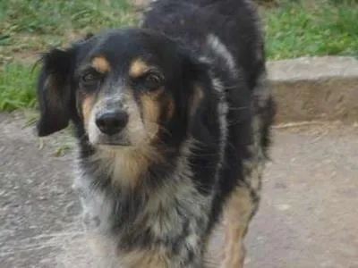 Cachorro ra a srd idade 3 anos nome Duque