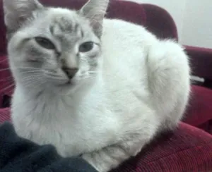 Gato raça  idade 7 a 11 meses nome Marry e Cherry