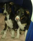 Cookie e Cacau