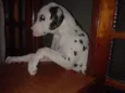 Olliver