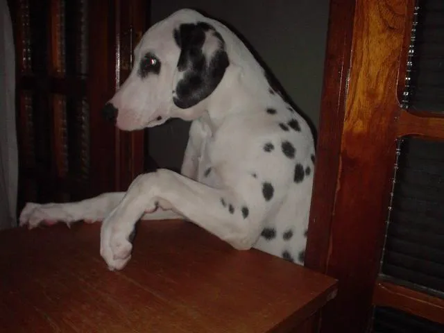 Cachorro ra a Dálmata idade 6 ou mais anos nome Olliver