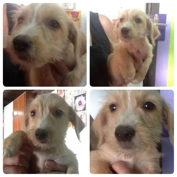 Cachorro ra a não definida idade 2 a 6 meses nome Pingo, Magrela, Boy