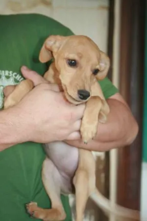 Cachorro raça não definida idade 2 a 6 meses nome Pingo, Magrela, Boy