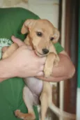 Pingo, Magrela, Boy