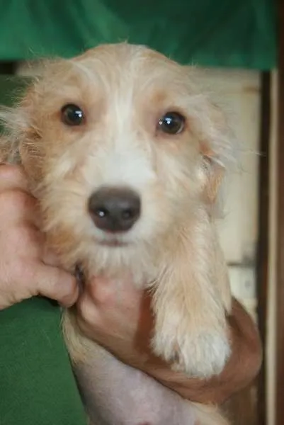 Cachorro ra a não definida idade 2 a 6 meses nome Pingo, Magrela, Boy