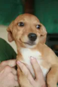 Pingo, Magrela, Boy