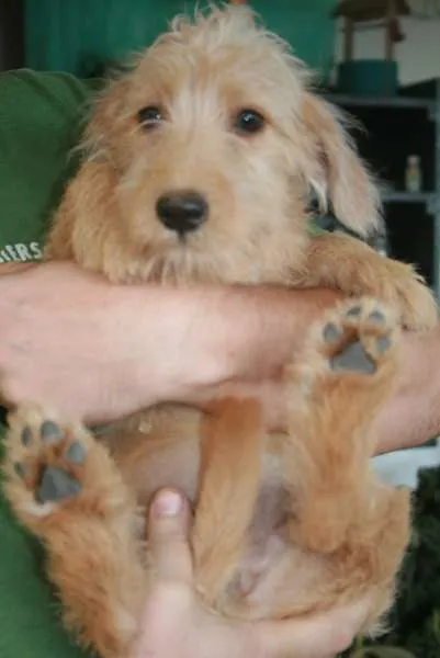 Cachorro ra a não definida idade 2 a 6 meses nome Pingo, Magrela, Boy