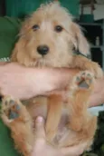 Pingo, Magrela, Boy