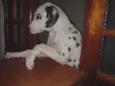 Olliver