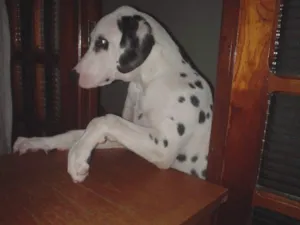 Cachorro raça Dálmata idade 6 ou mais anos nome Olliver
