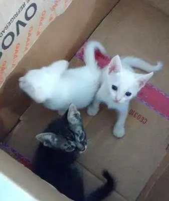 Gato ra a sem raça defenida  idade Abaixo de 2 meses nome sem nomes 