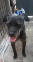 Pingo
