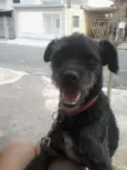 Pingo
