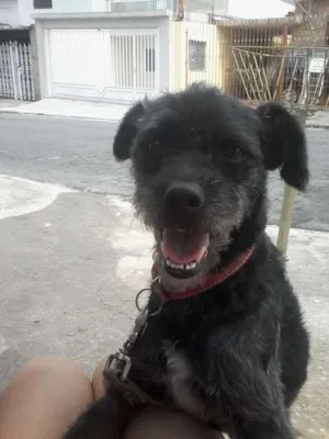 Cachorro raça Mix de Poodle idade 1 ano nome Pingo