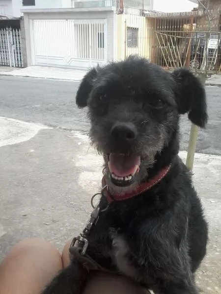 Cachorro ra a Mix de Poodle idade 1 ano nome Pingo
