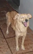 Amarelinha