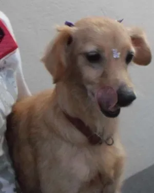 Cachorro raça SRD idade 2 anos nome Amarelinha
