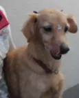 Amarelinha