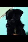Aquiles 