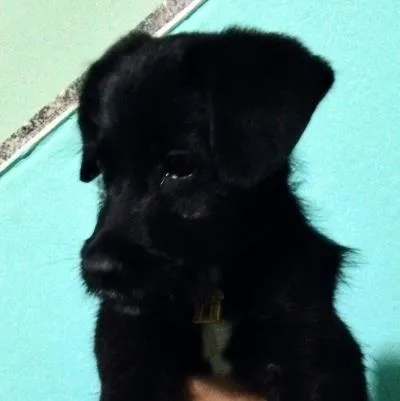 Cachorro ra a RND idade 2 a 6 meses nome Aquiles 