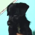 Aquiles 
