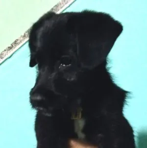 Cachorro raça RND idade 2 a 6 meses nome Aquiles 